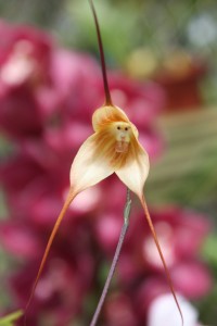 Hanuman Orchid 02