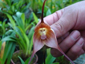 Hanuman Orchid 04